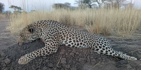 Big Leopard hunted in Namibia