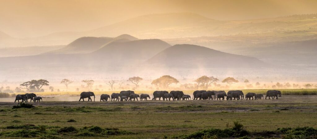 A sunset showing mountains in the distance, with wildlife walking in the front of the picture, at a distance