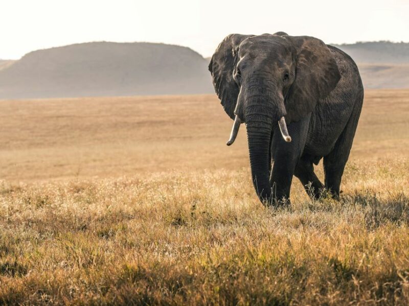 Elephant Hunting in Africa, Lone elephant standing on the savanna,