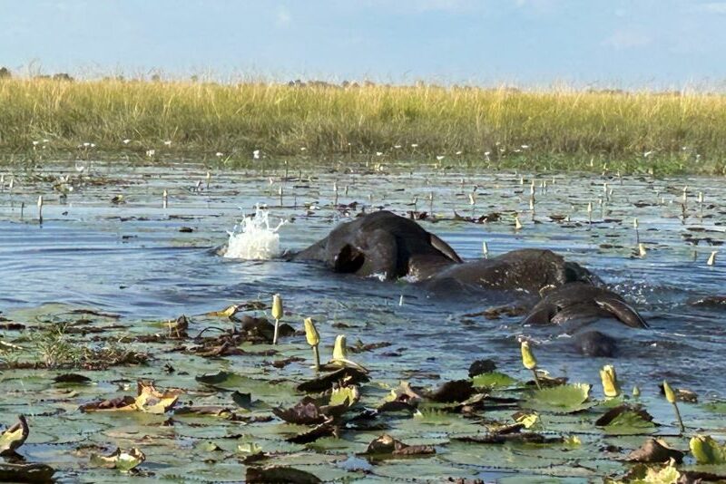 Elephant swimming in the Caprivi Strip area of Namibia