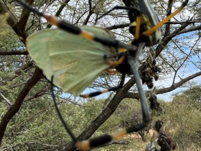 Golden orb spider eating butterfly