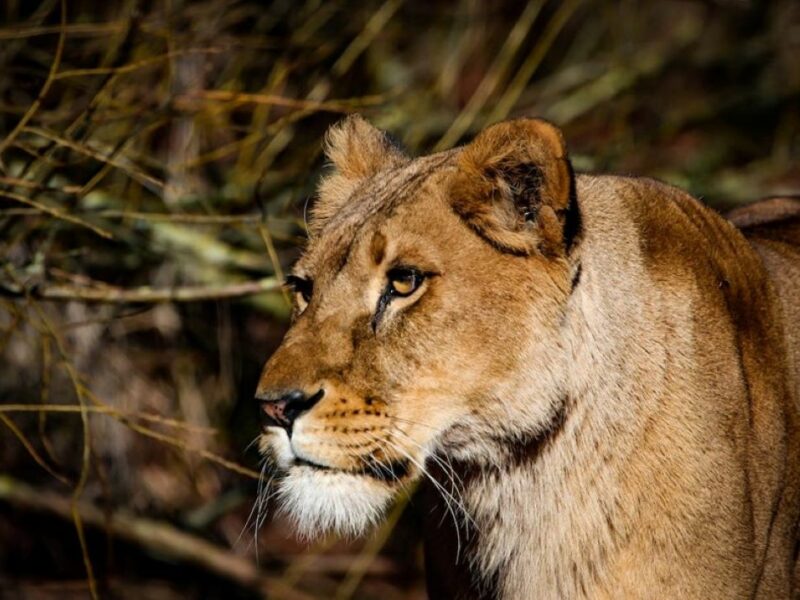 Close up image of a lioness
