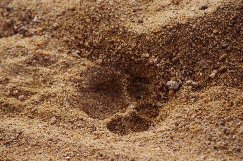 Close up of a lion's pawprint in the sand