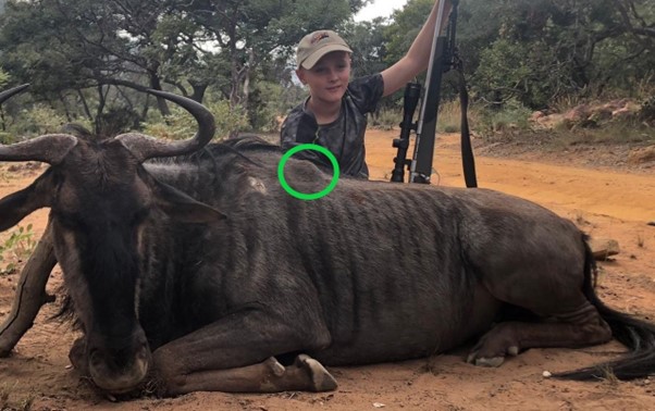 Boy posing with a blue wildebeest he shot.