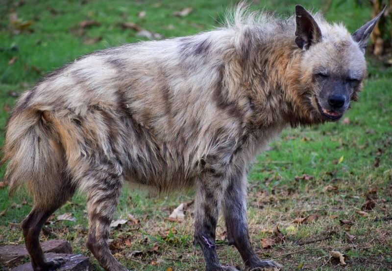 Love the grin on this Hyena, up to no good