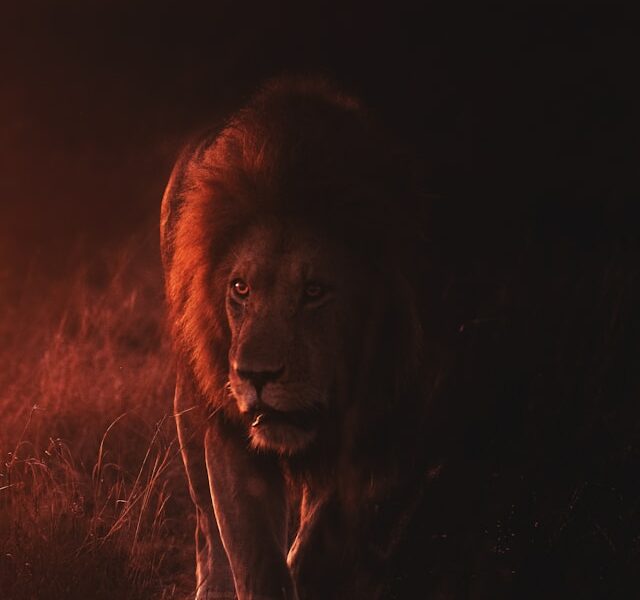 Lion prowling through the darkness
