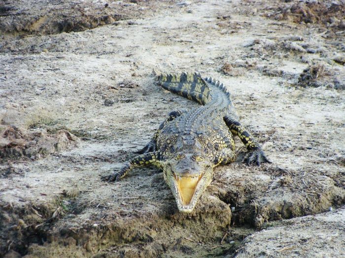 An aggressive looking crocodile with its mouth open, lying on a river bank