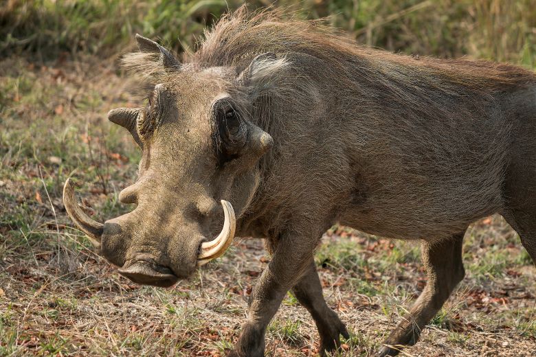 Warthog with large tusks walking forwards.