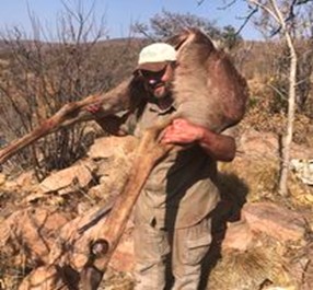 A man carrying a kudu he hunted on his back down a mountain