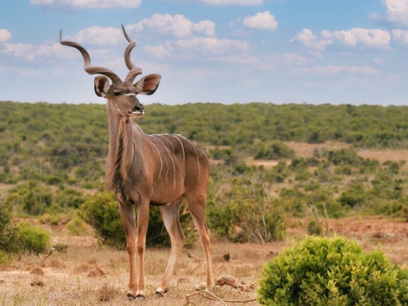 Slightly smaller than their game hunting kin, the Lesser Kudu