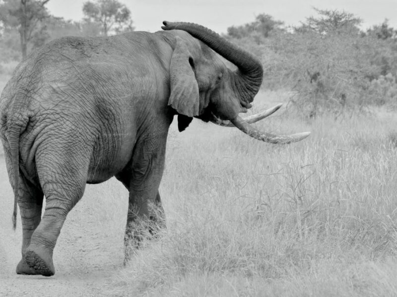 Back view of an African elephant in the veld