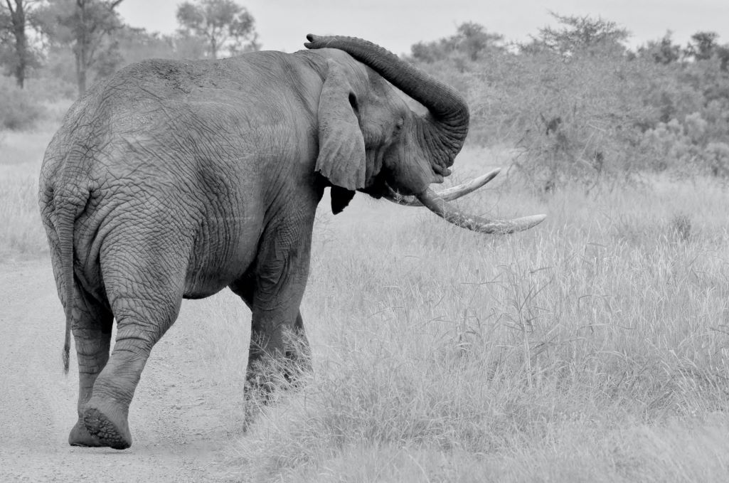 Back view of an African elephant in the veld