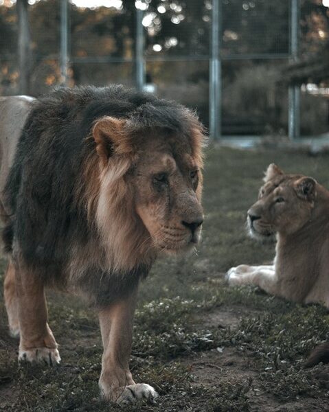 Male and female lion in captivity for canned lion breeding