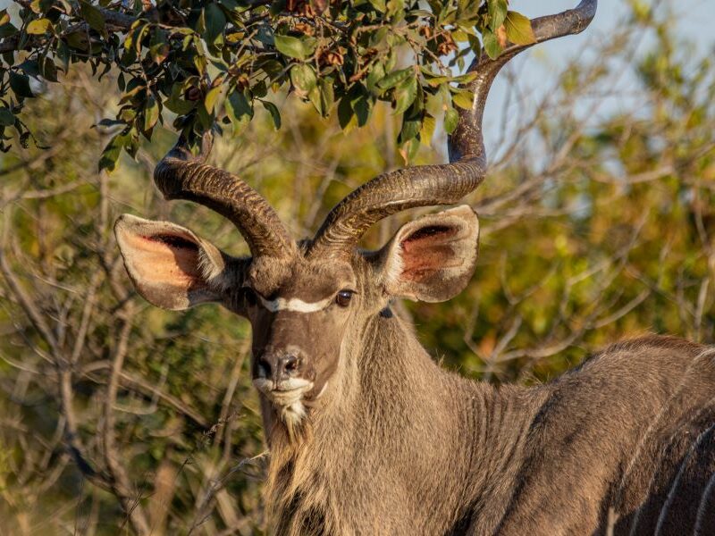 Close up of a kudu, showing its spiral horns