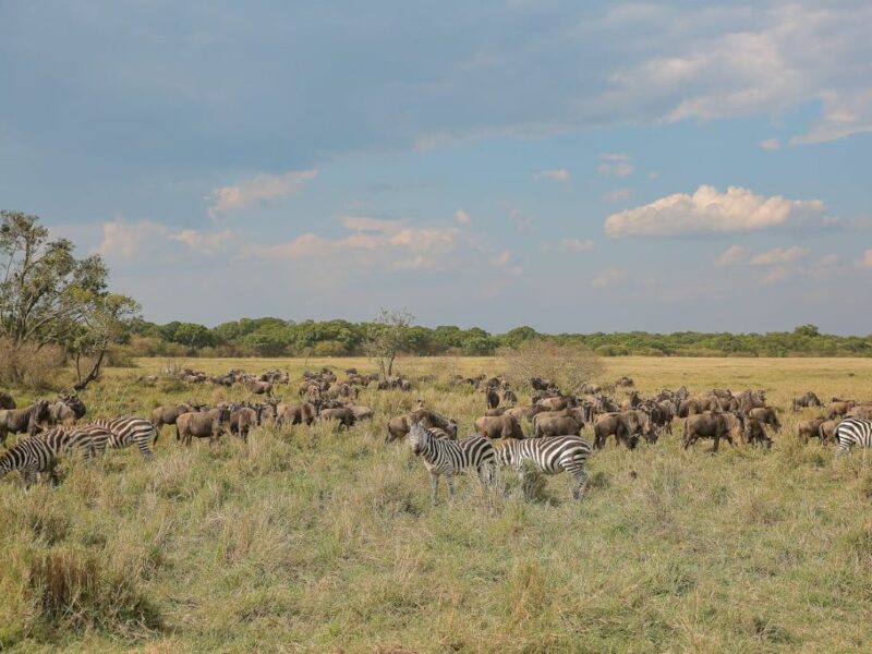 Hunting zebra on the african plains