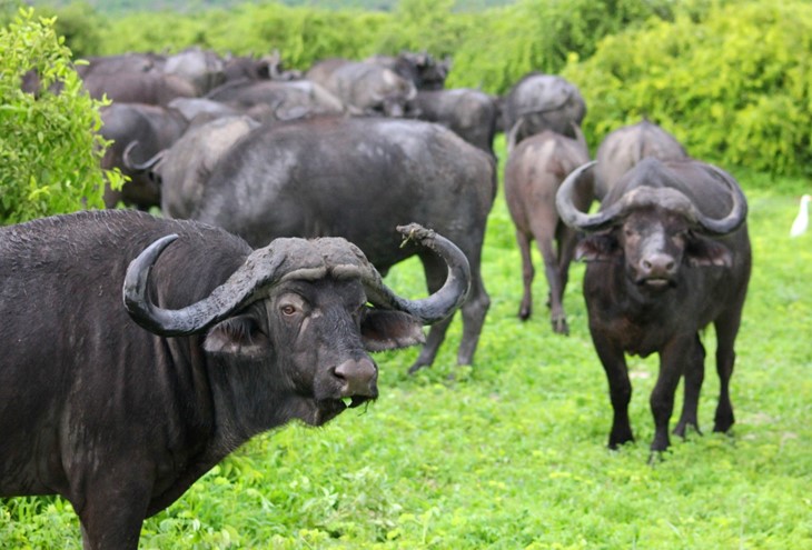 A group of buffalo standing in green vegetation