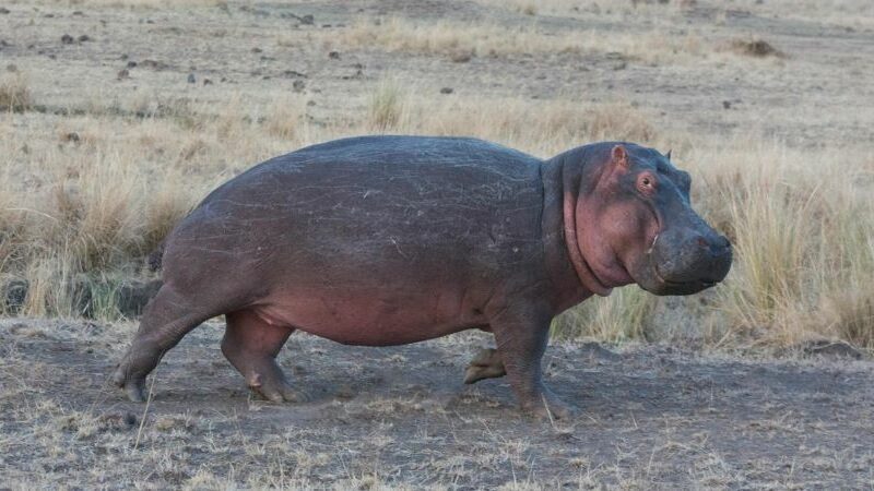 Bull hippo with "Battle scars"