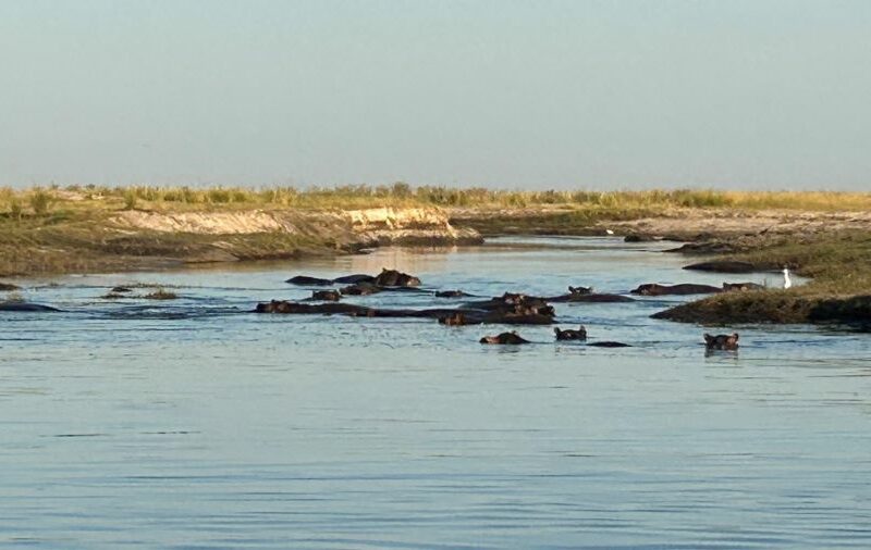 Pod of Hippos