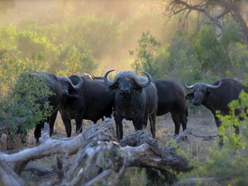 Cape Buffalo standing in clearing