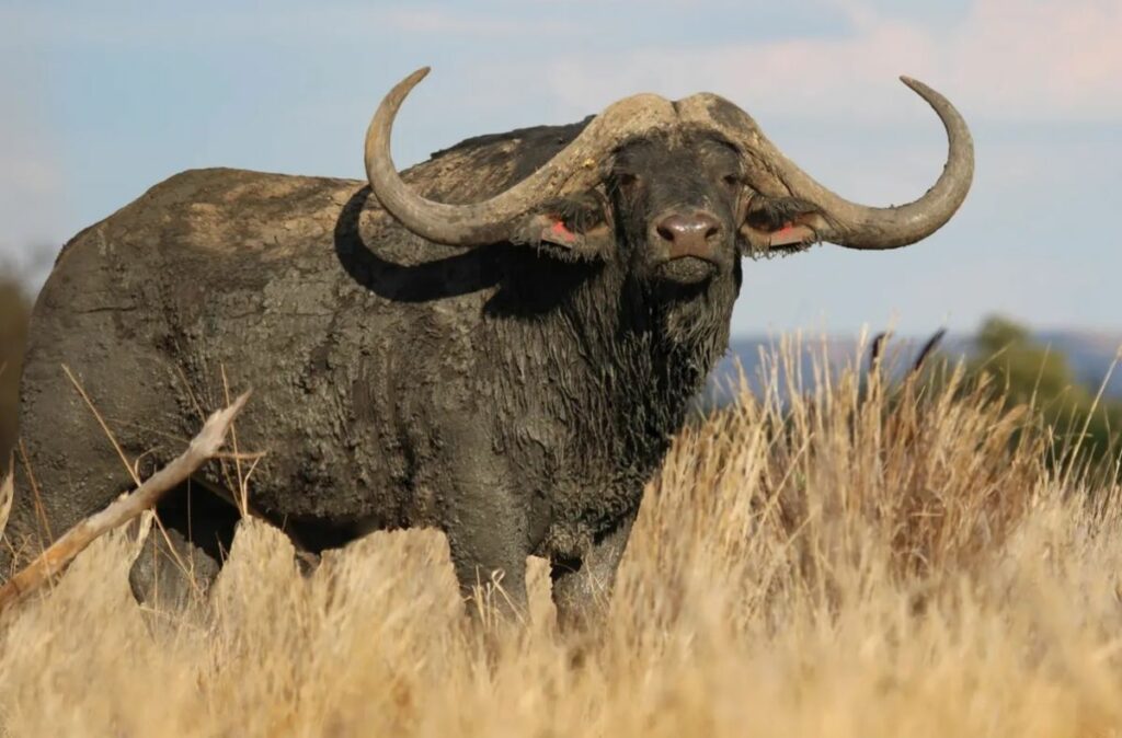 Horizon, the trophy Cape buffalo bull