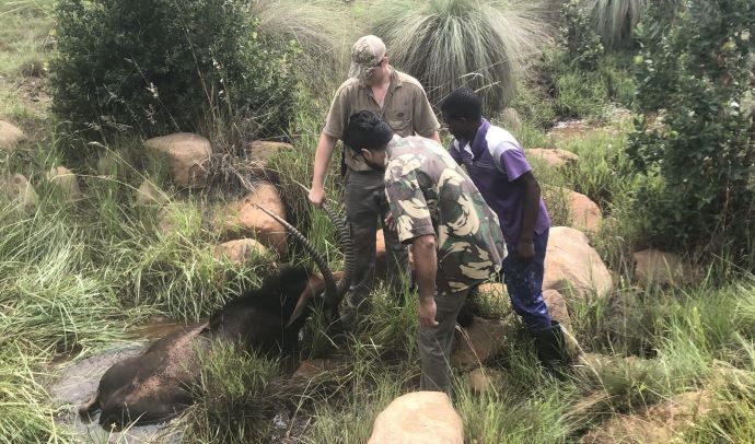 Sable Bull recovery, no easy task.