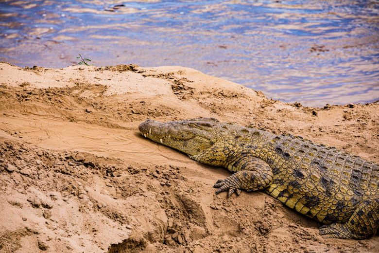 Nile crocodile sunning itself on a river bank