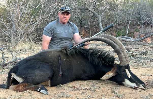 a stunning example of Sable horns