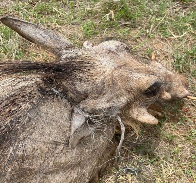 Warthog caught in a snare