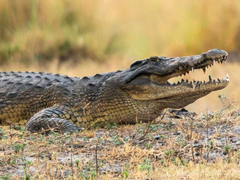 Side view of crocodile